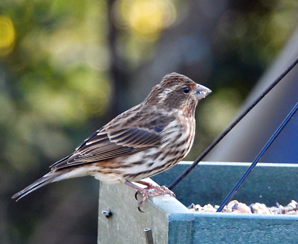 hýl nachový - ML644673340