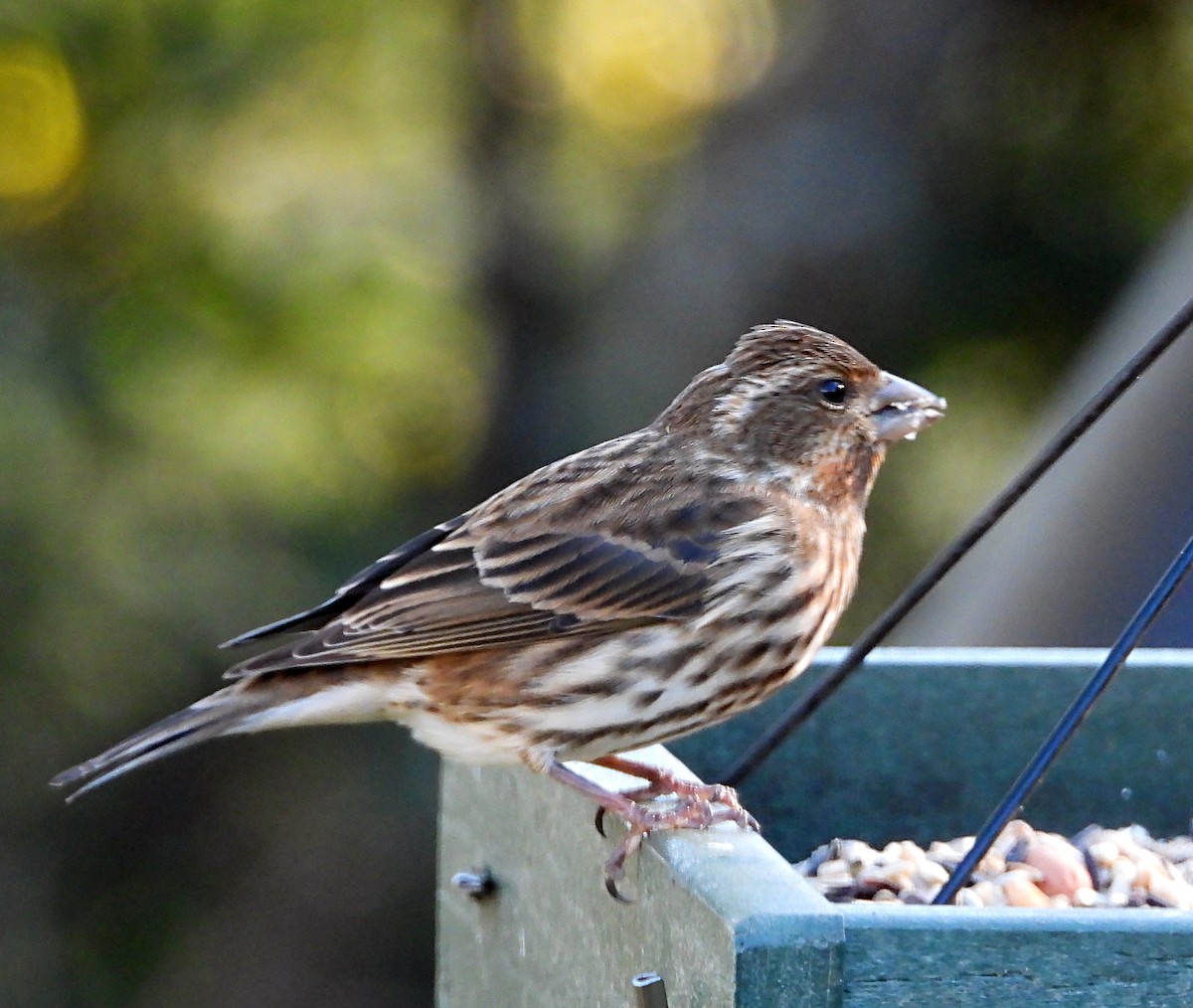 hýl nachový - ML644673341