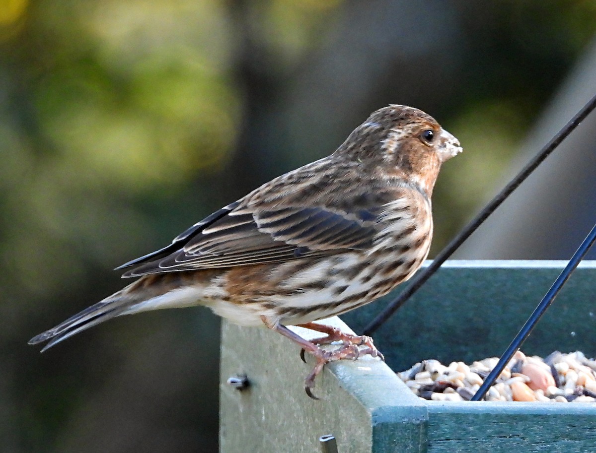 hýl nachový - ML644673343