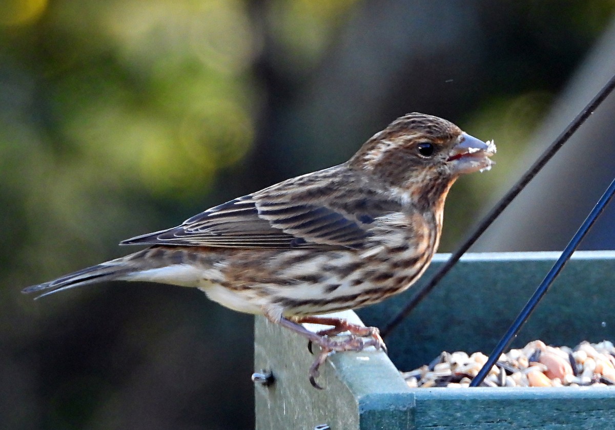 hýl nachový - ML644673344