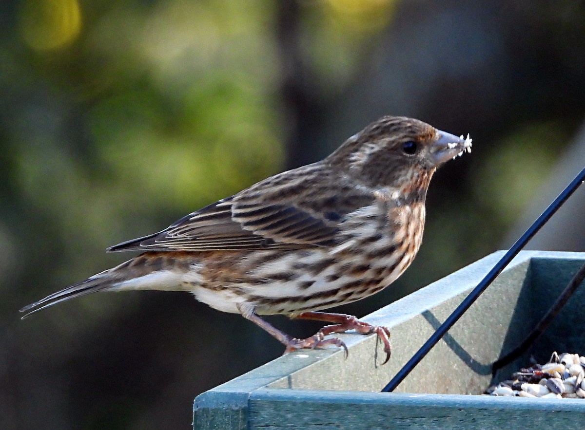 hýl nachový - ML644673345