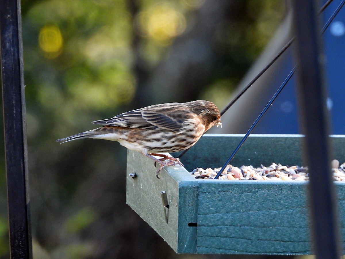 hýl nachový - ML644673346