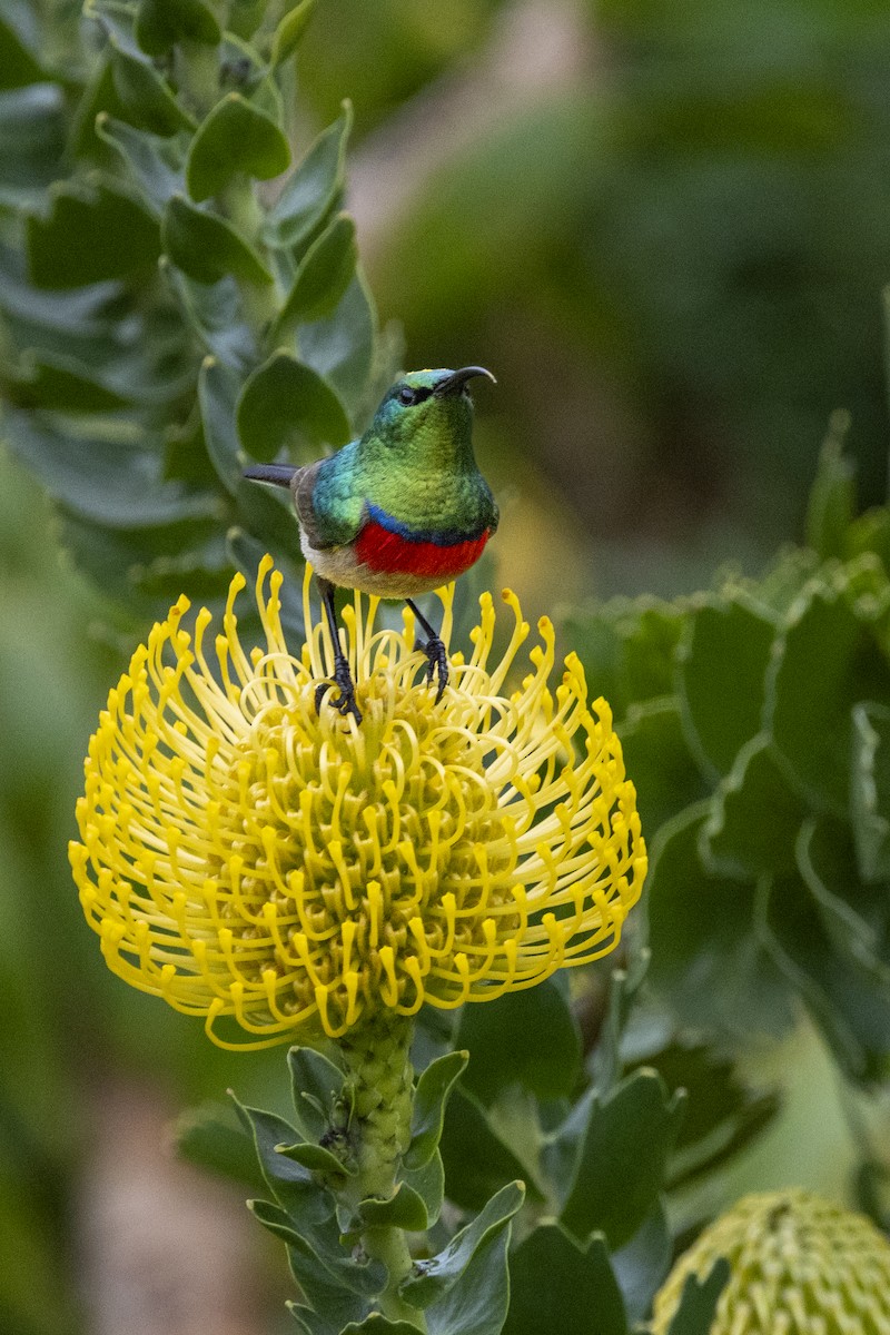 Southern Double-collared Sunbird - ML644673353