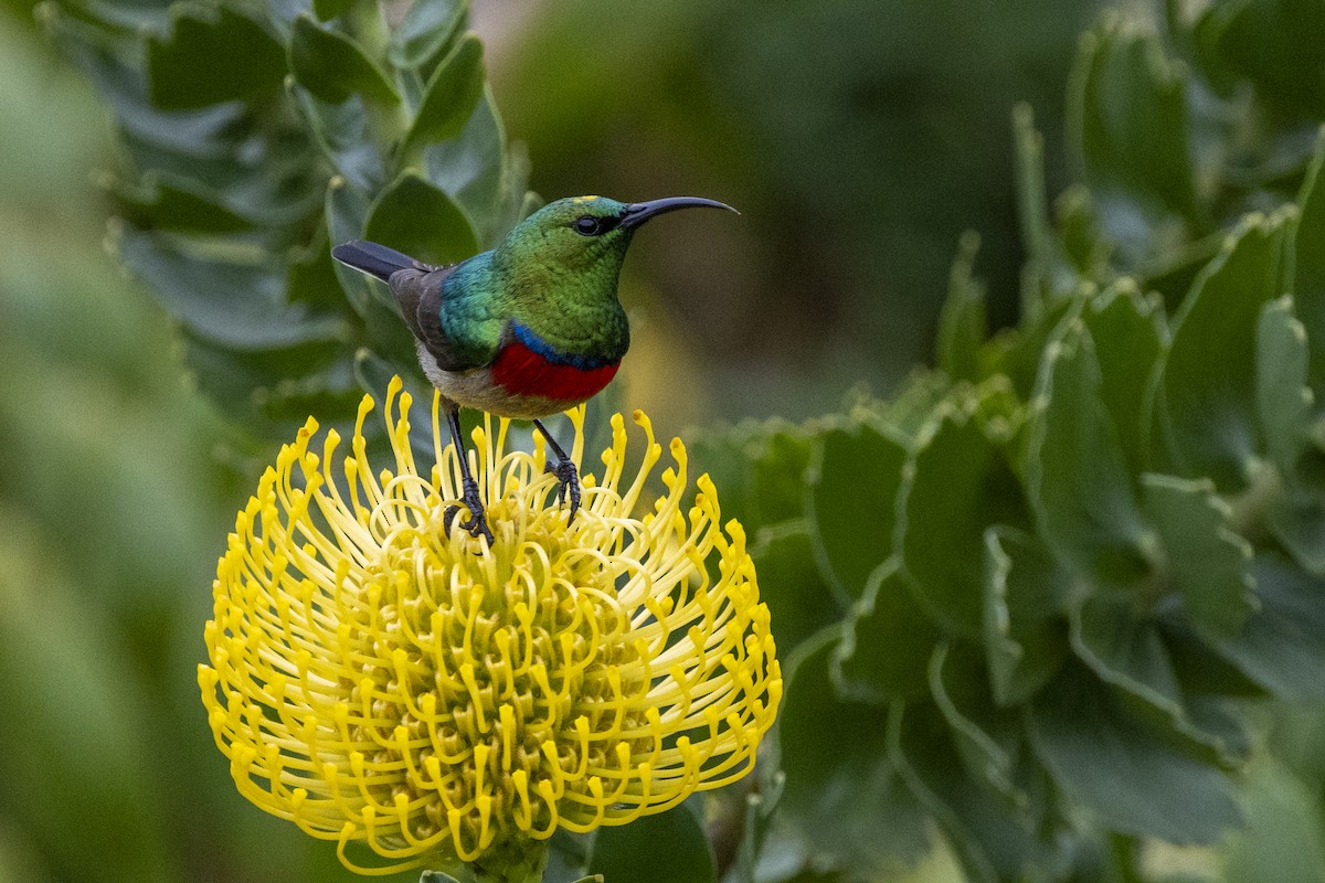 Southern Double-collared Sunbird - ML644673354