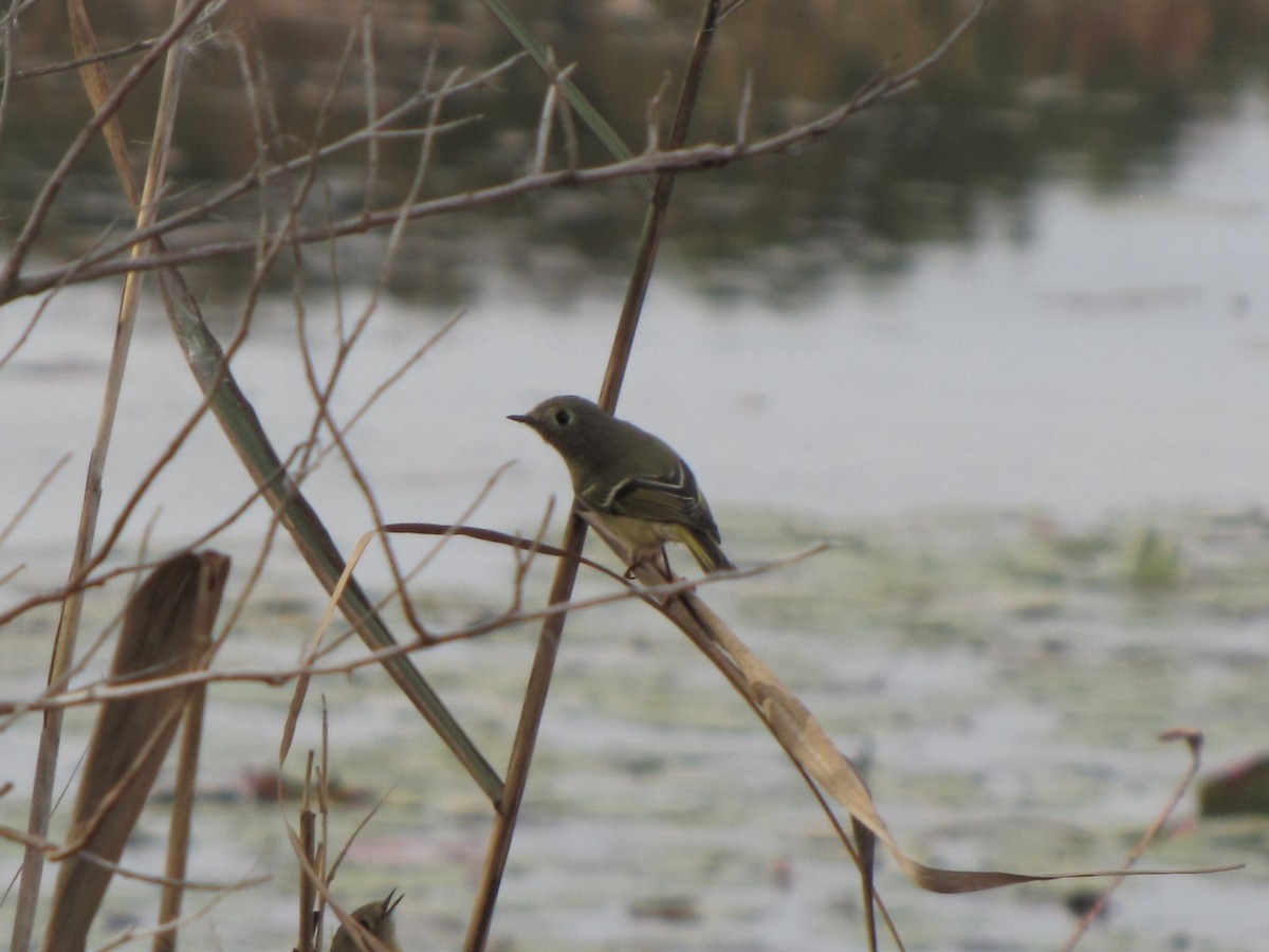 Ruby-crowned Kinglet - ML644673355
