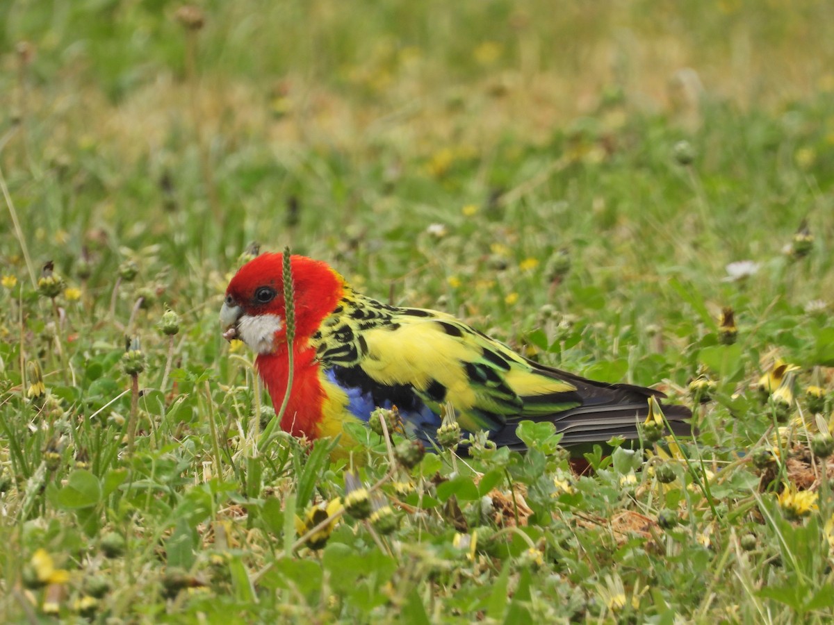 Eastern Rosella - ML644673356