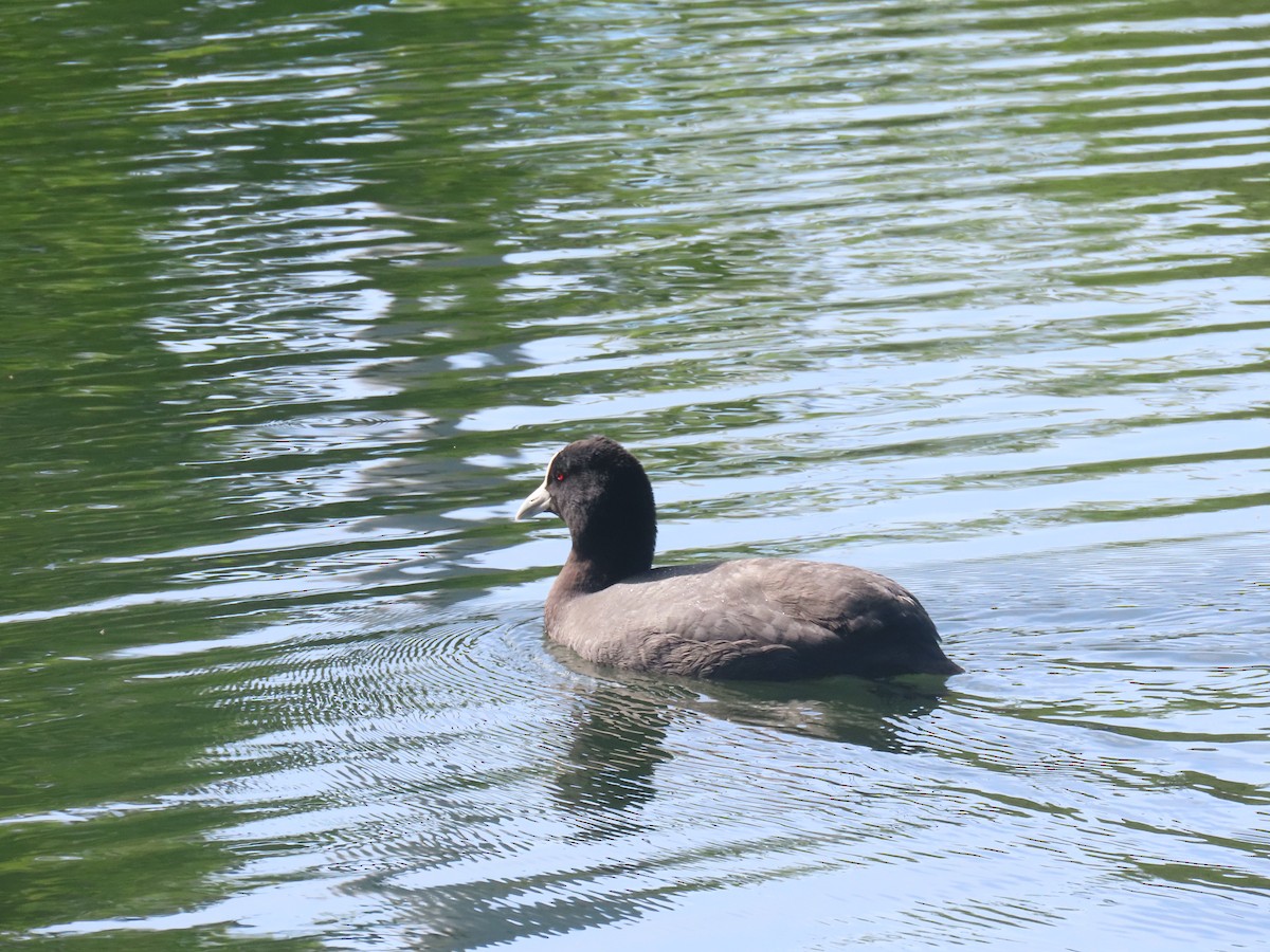 Халзан түнжүүр - ML644673357