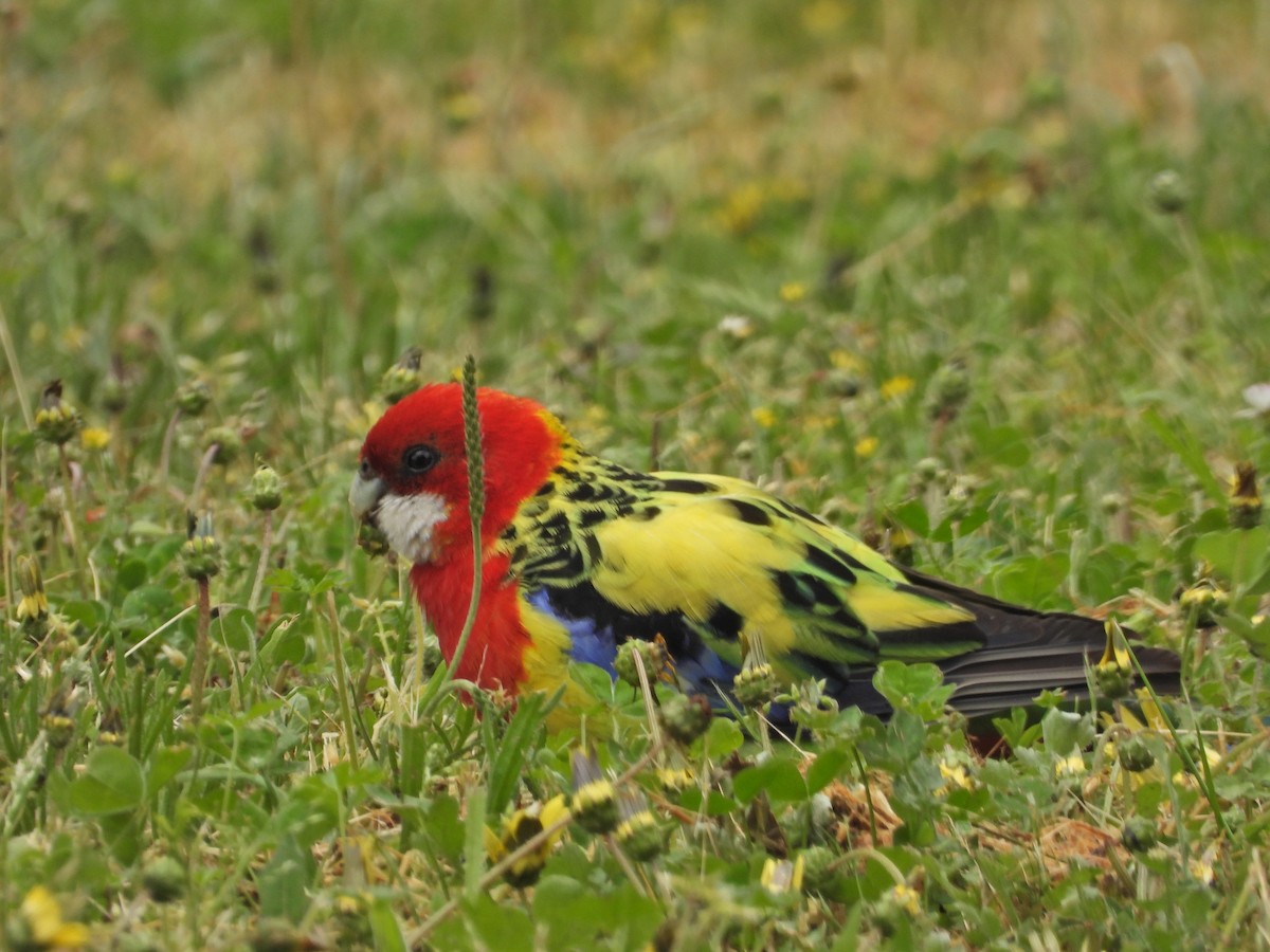 Eastern Rosella - ML644673362