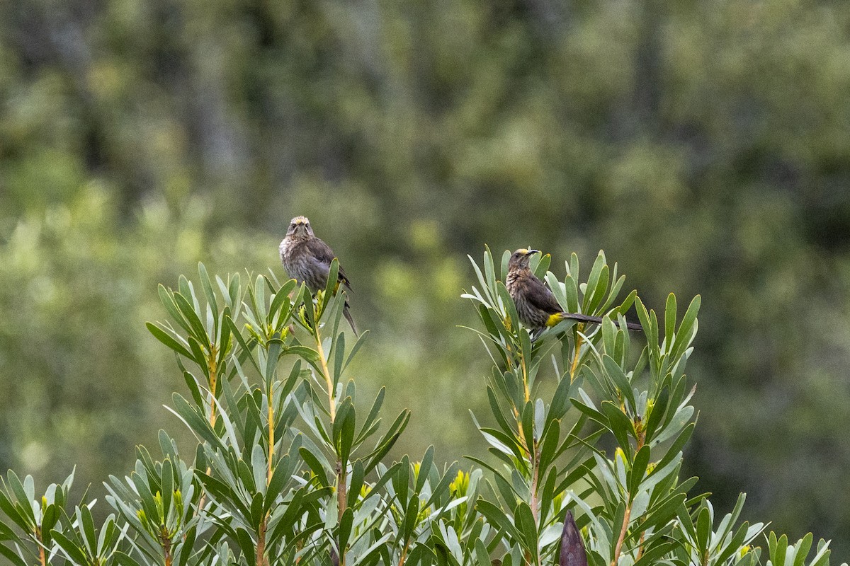Cape Sugarbird - ML644673365