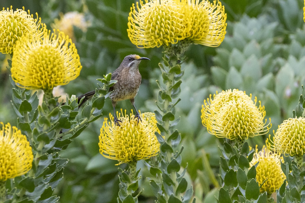 Cape Sugarbird - ML644673366