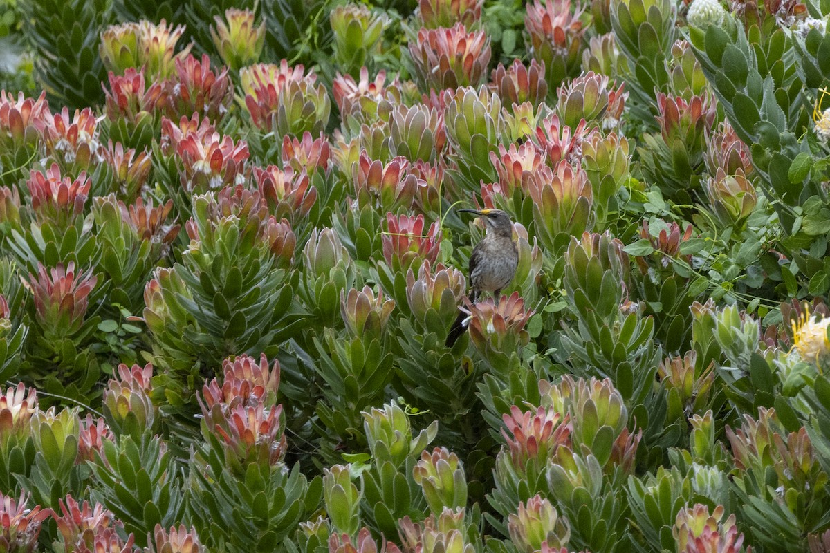 Cape Sugarbird - ML644673367