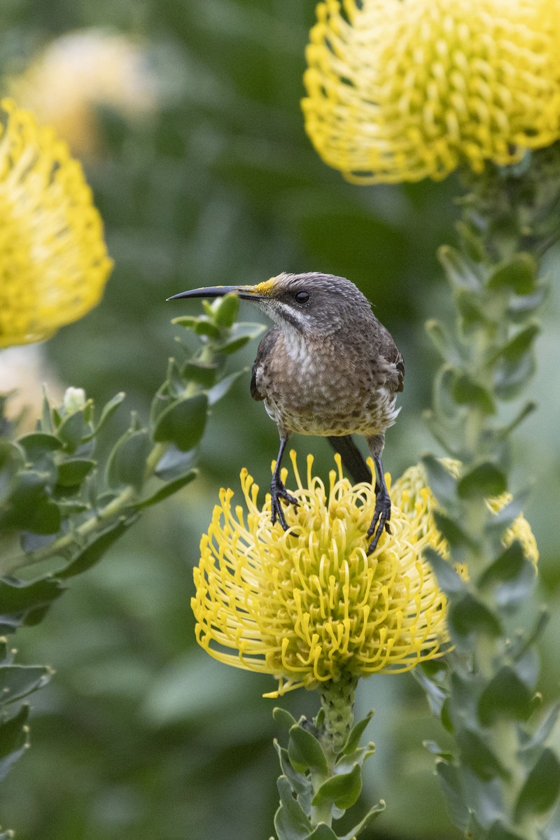 Cape Sugarbird - ML644673368