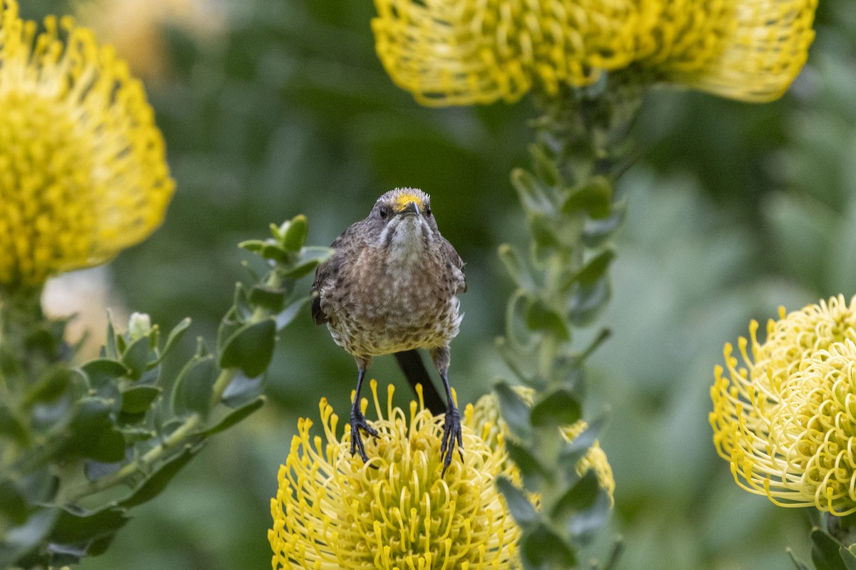 Cape Sugarbird - ML644673369