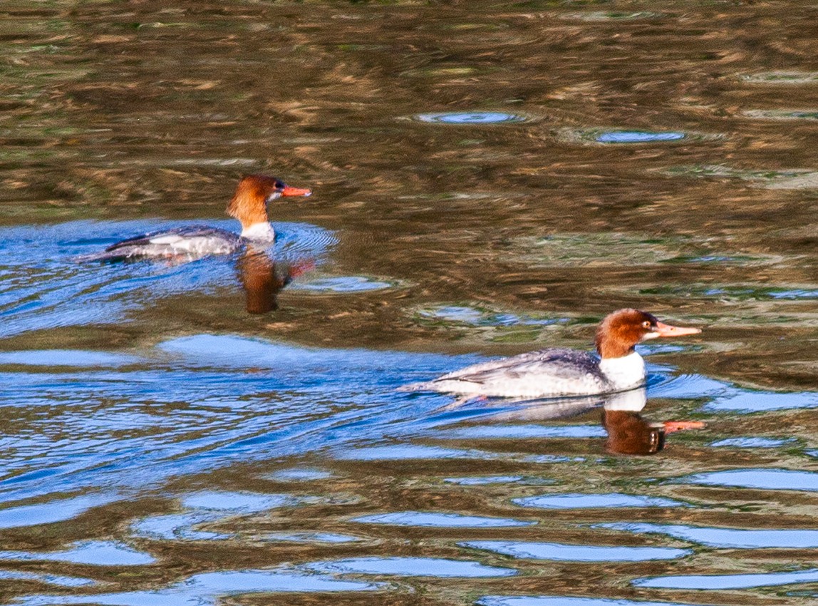 מרגון גדול (צפון אמריקני) - ML644673371