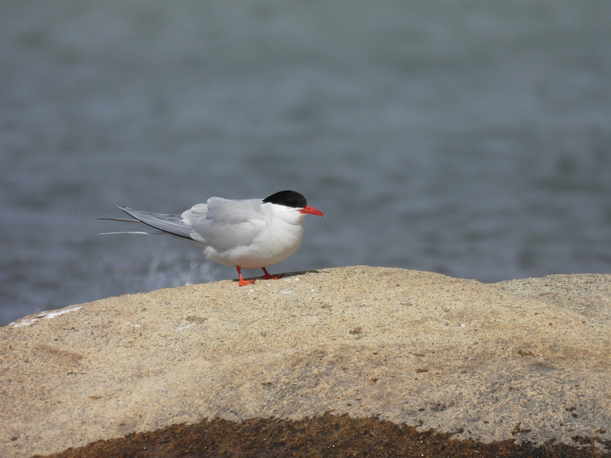 Falklandseeschwalbe - ML644673372