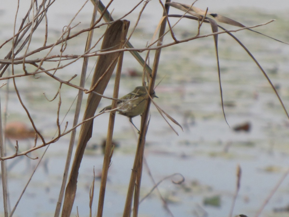 Ruby-crowned Kinglet - ML644673374