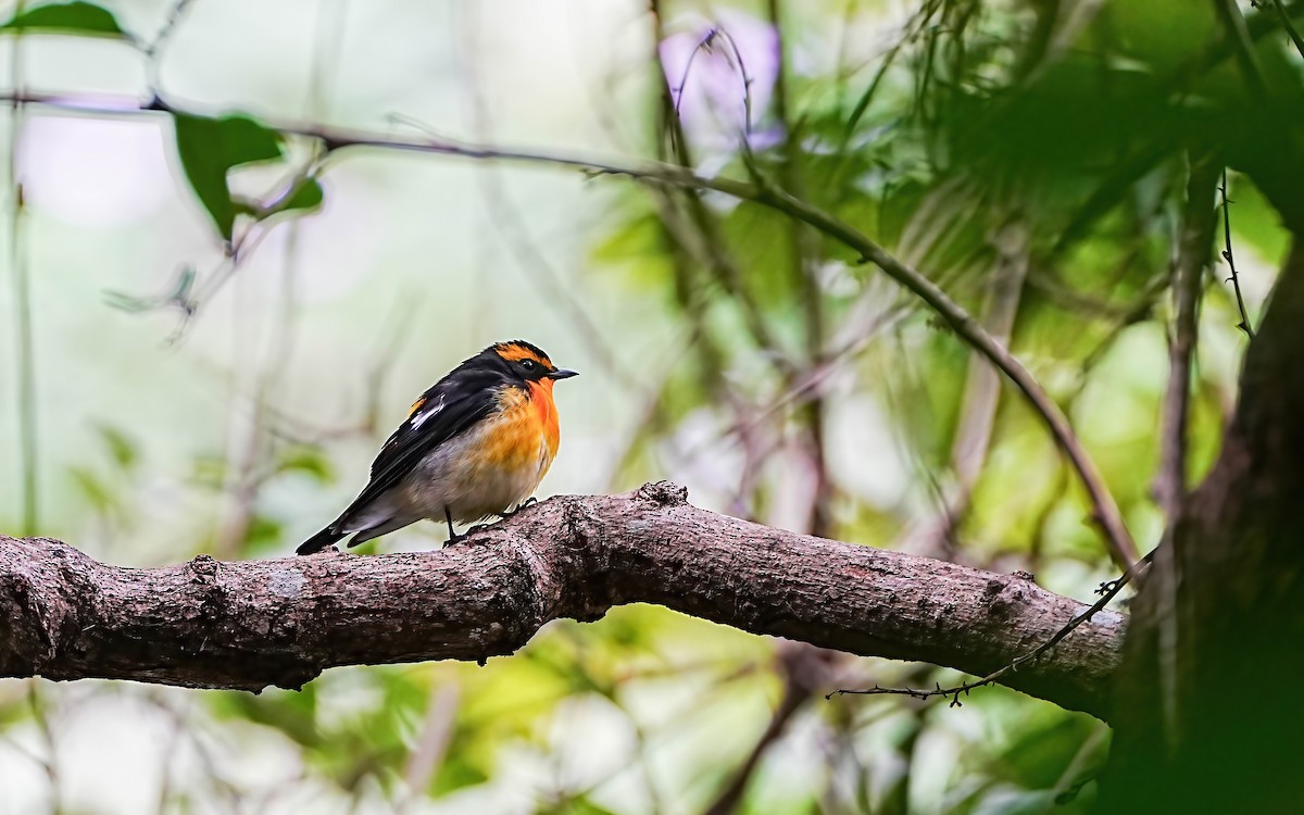 黃眉黃鶲 - ML644673375