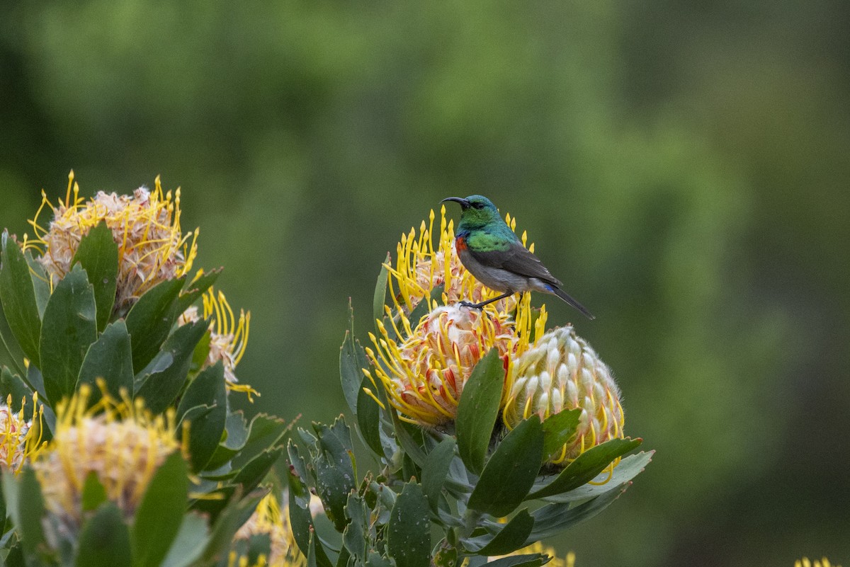 Southern Double-collared Sunbird - ML644673376