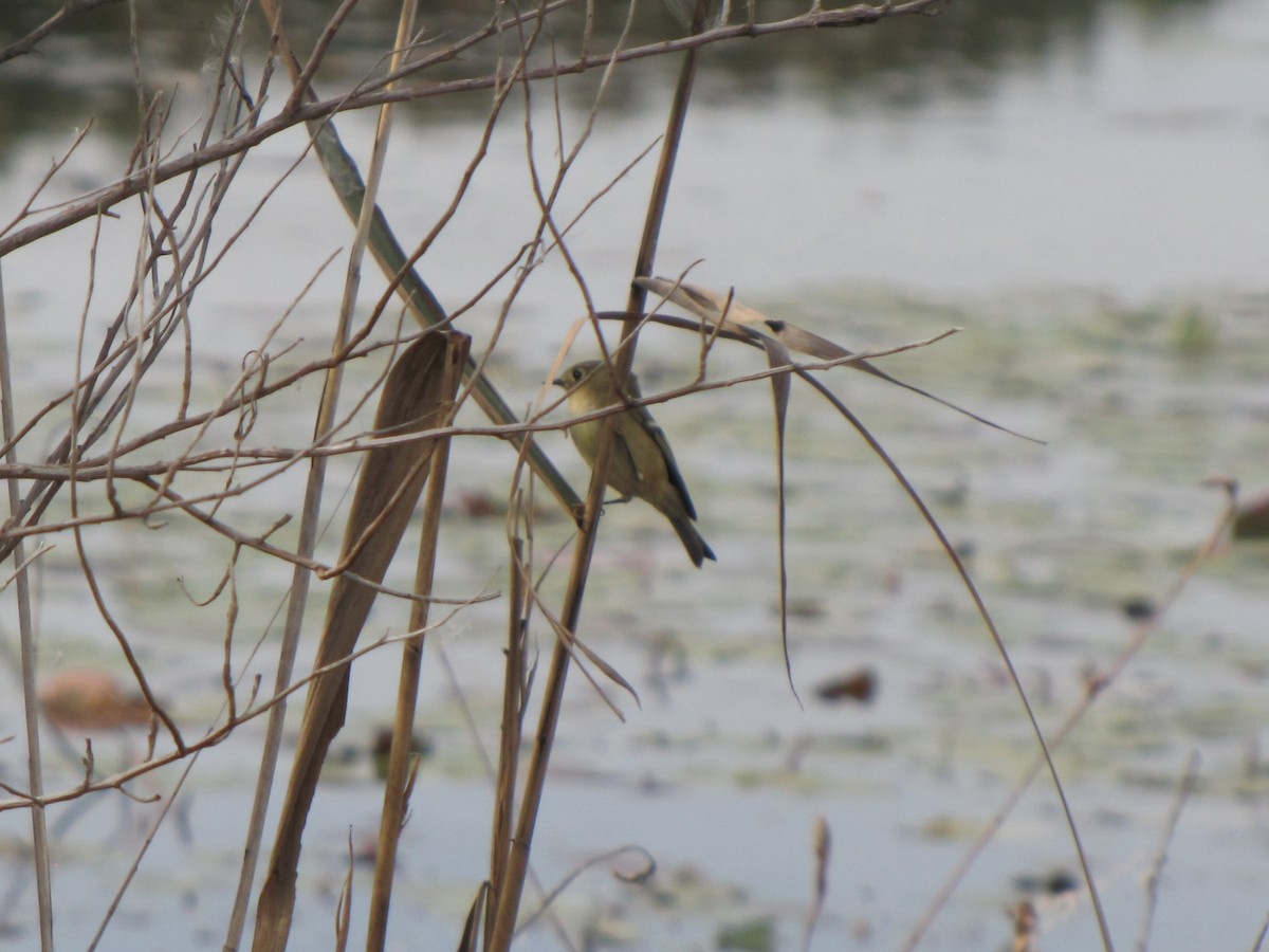 Ruby-crowned Kinglet - ML644673378
