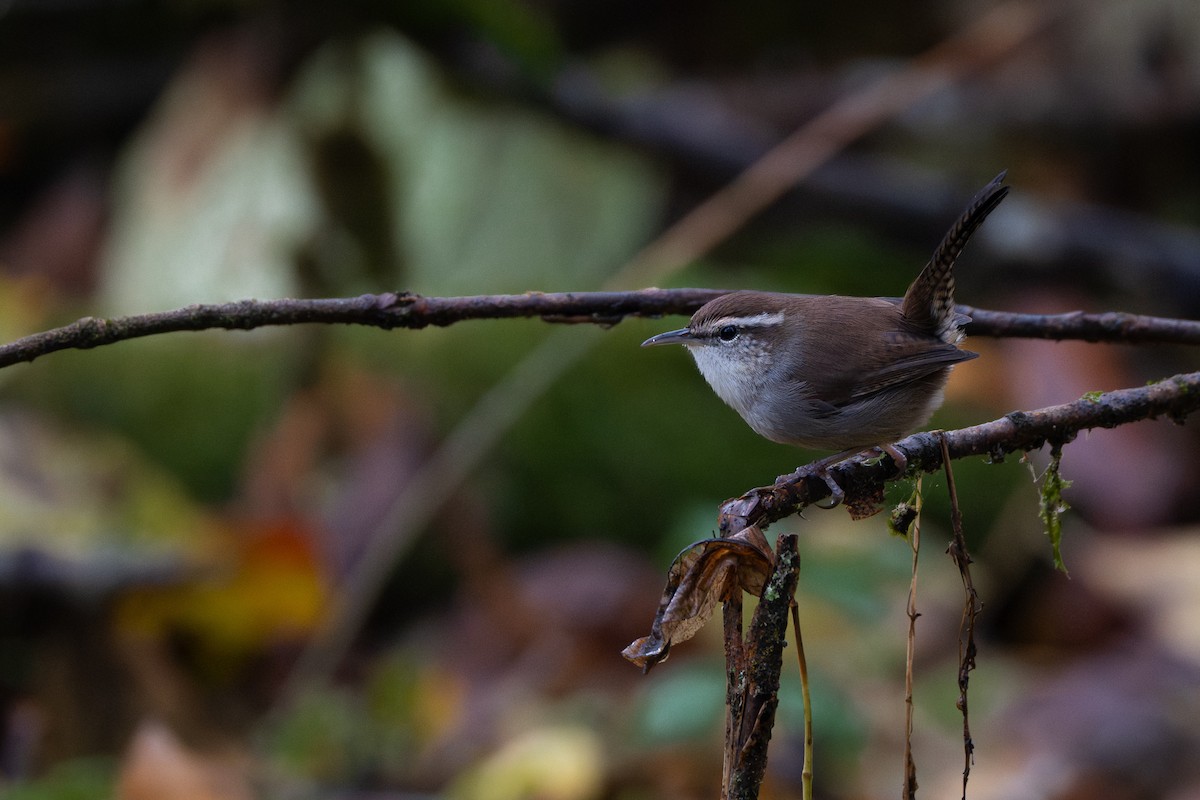 Bewick's Wren - ML644673379