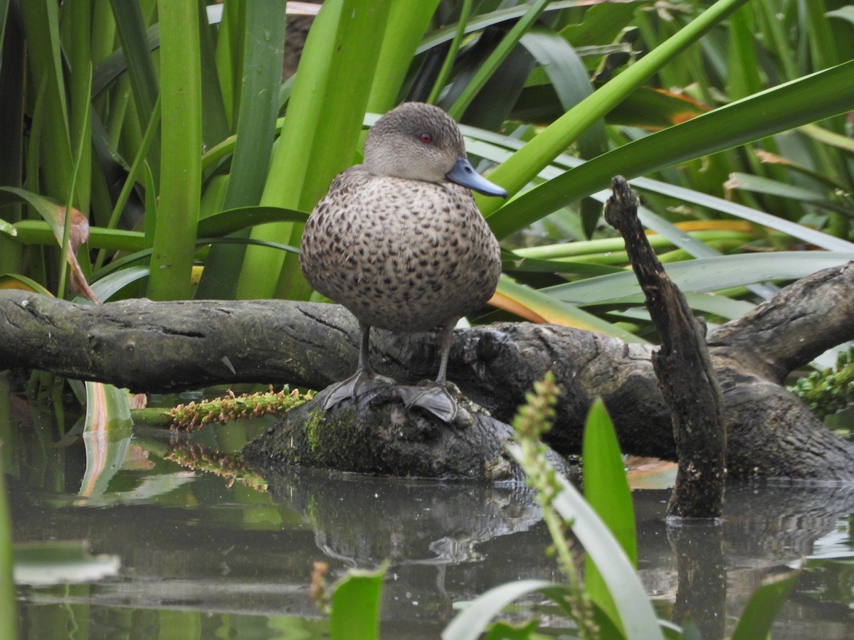 Gray Teal - ML644673381