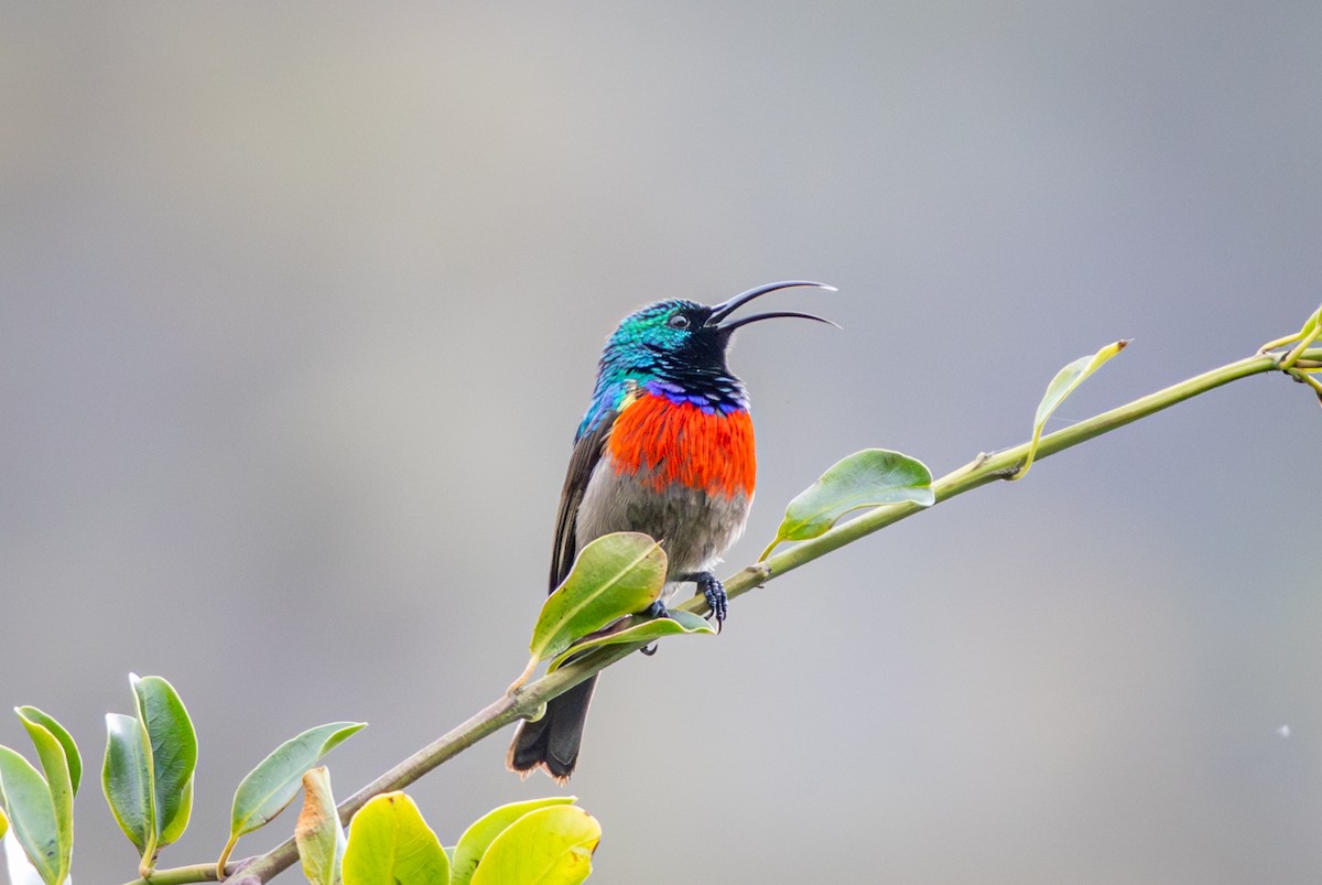 bredbeltesolfugl - ML644673383