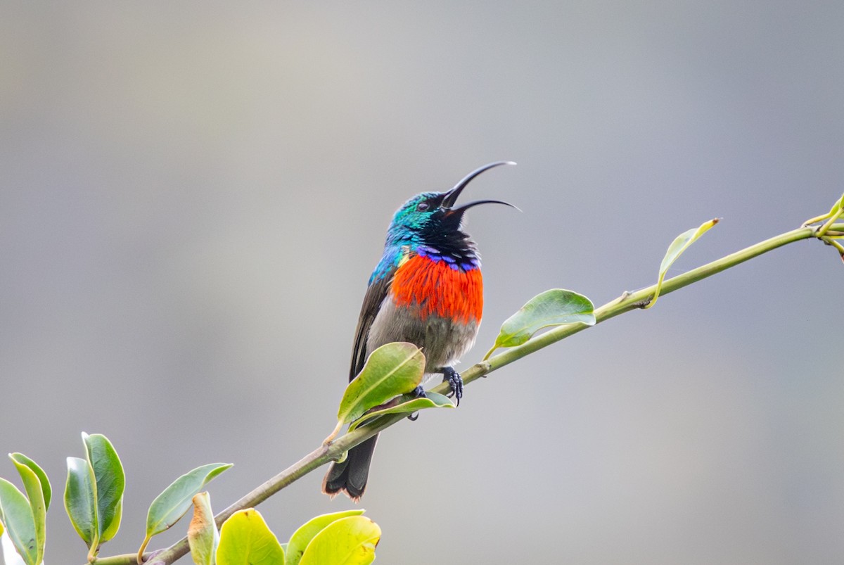 bredbeltesolfugl - ML644673384