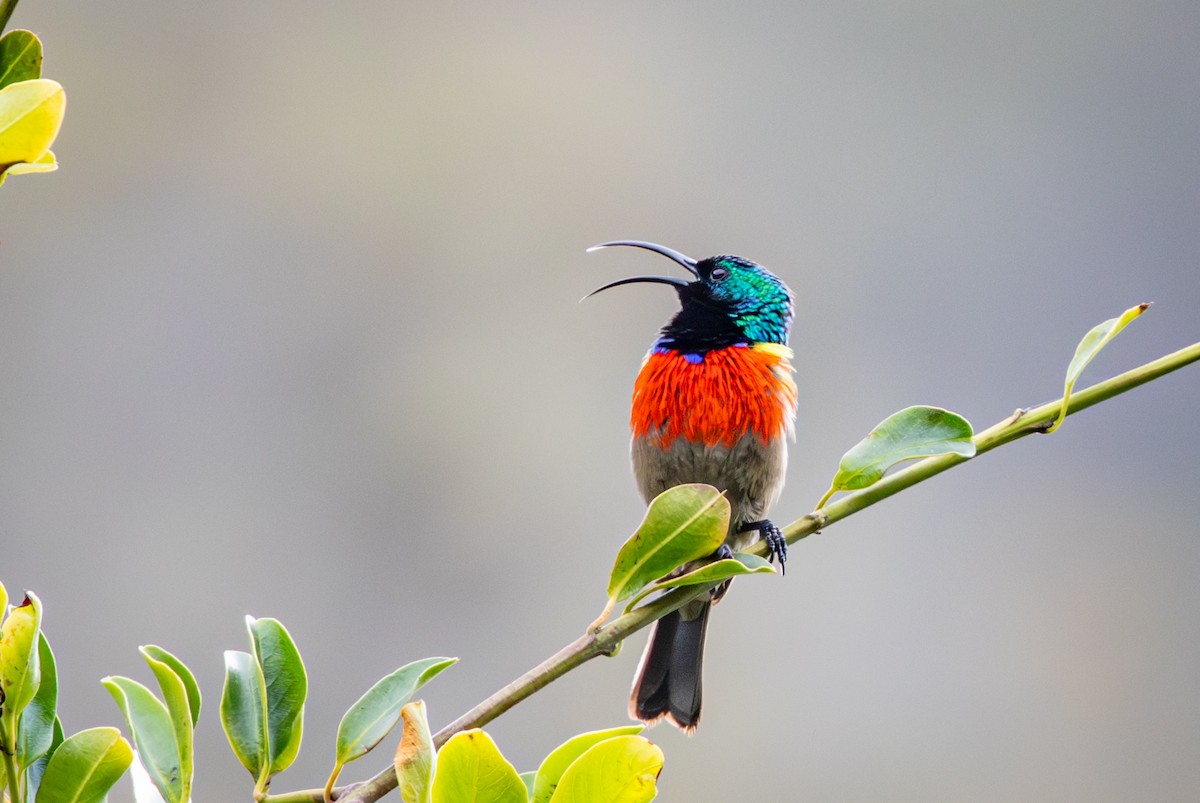 bredbeltesolfugl - ML644673385