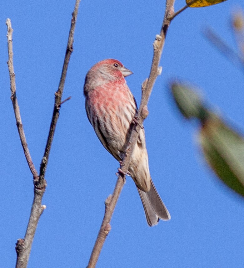 House Finch - ML644673387