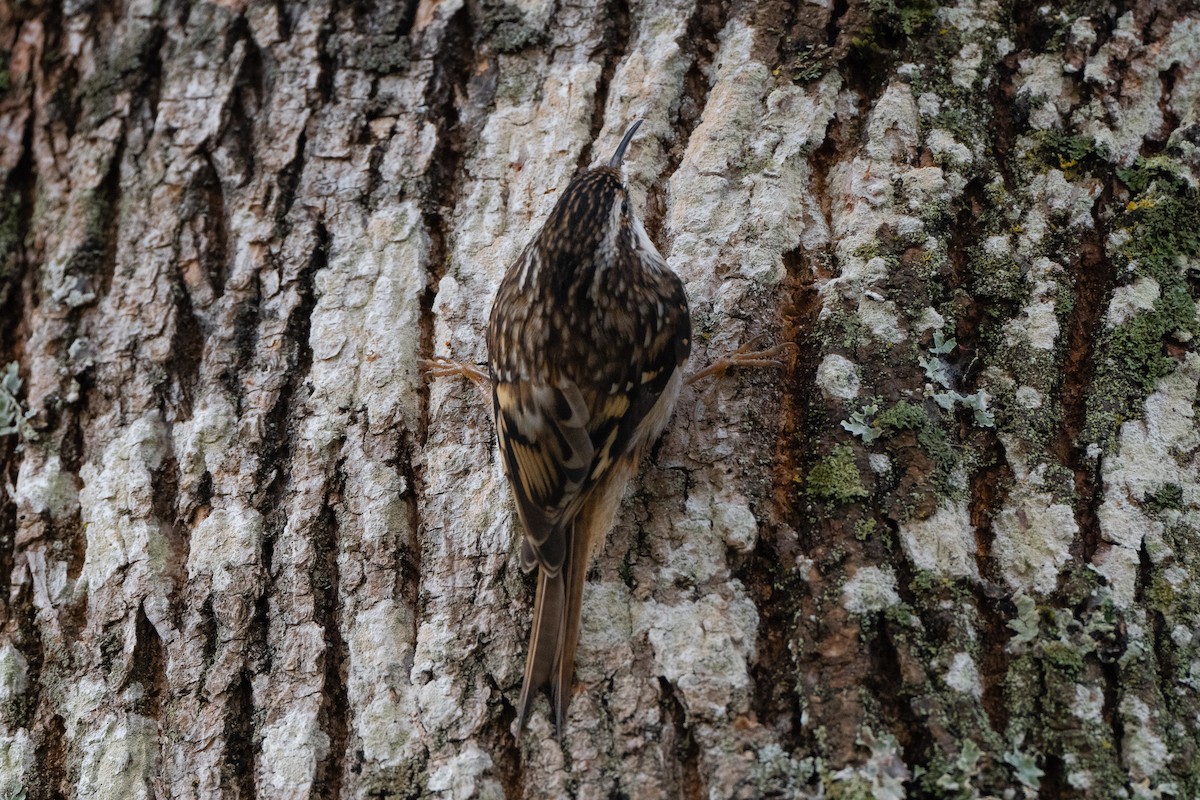 Brown Creeper - ML644673389