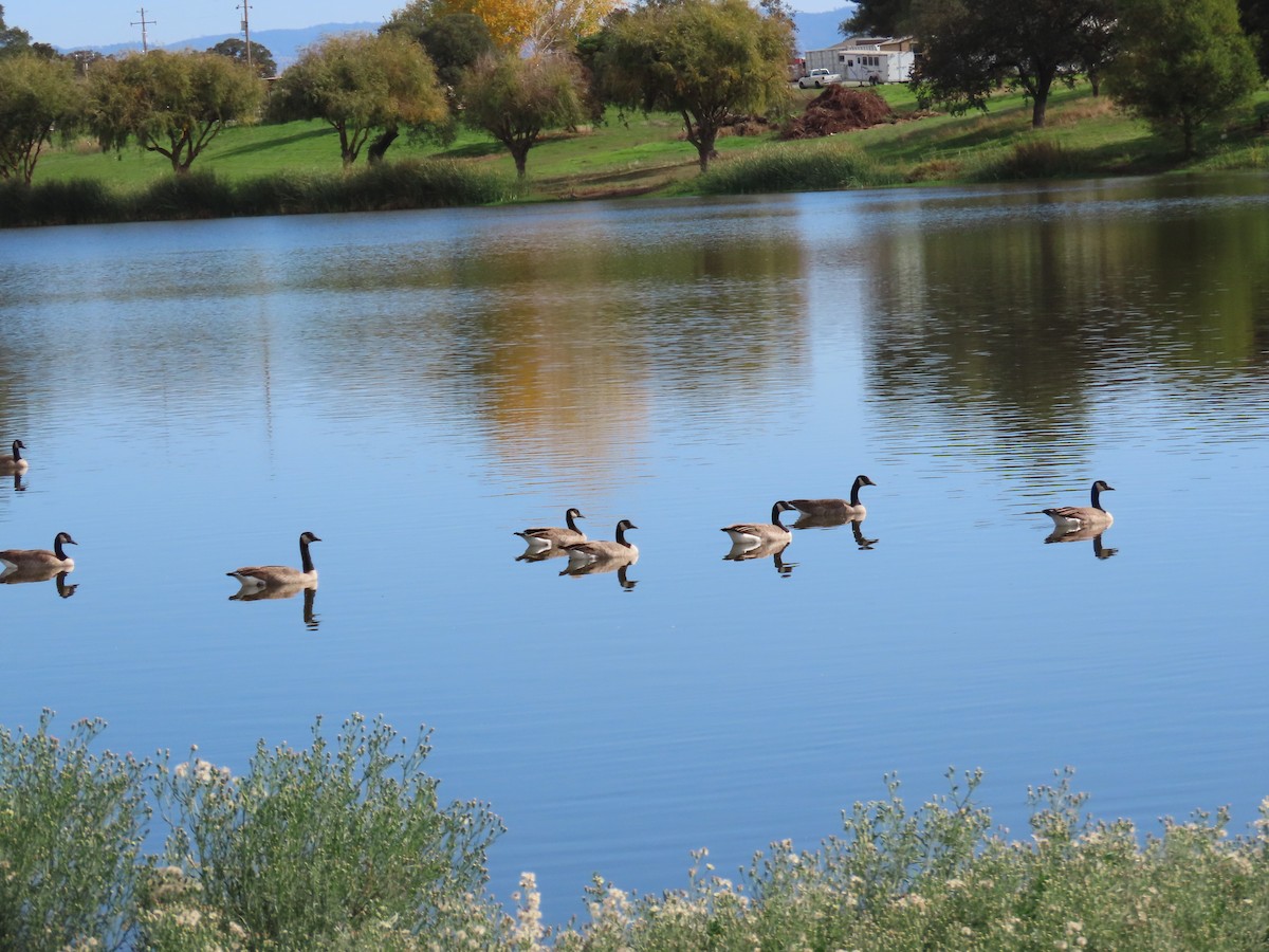 ברנטה קנדית - ML644673390