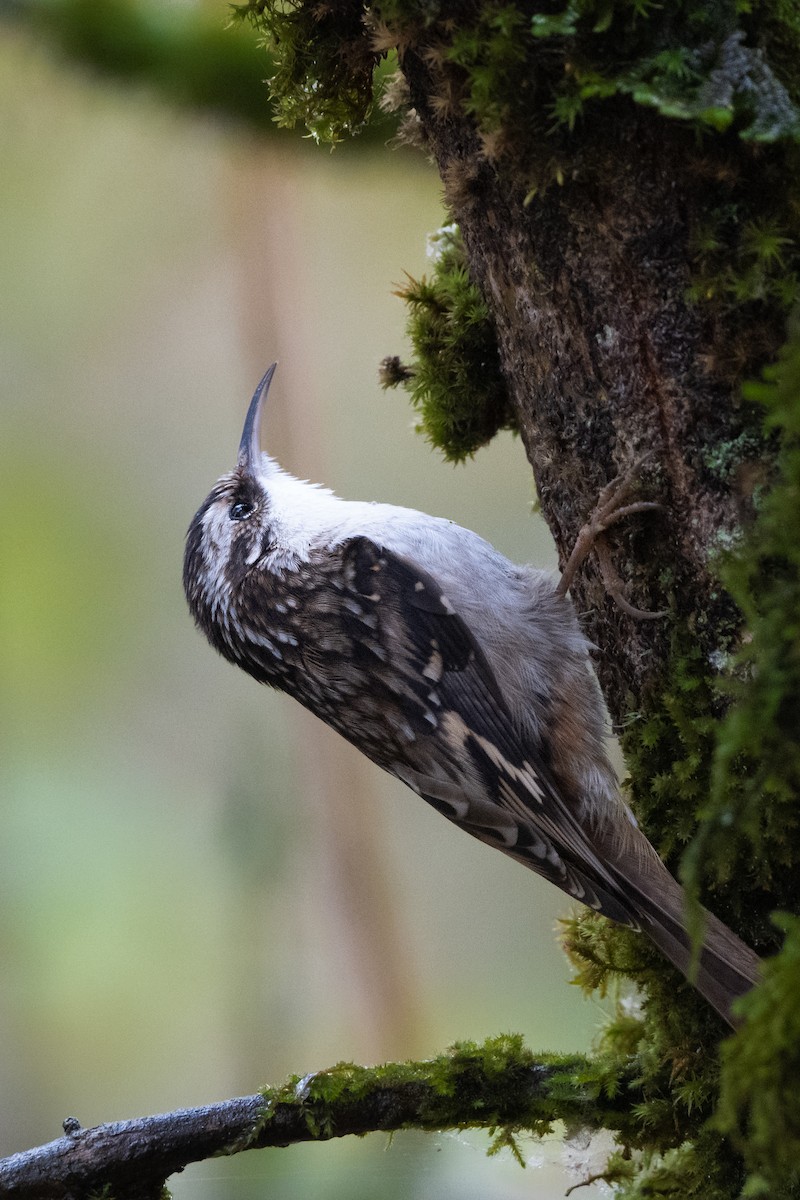 Brown Creeper - ML644673392