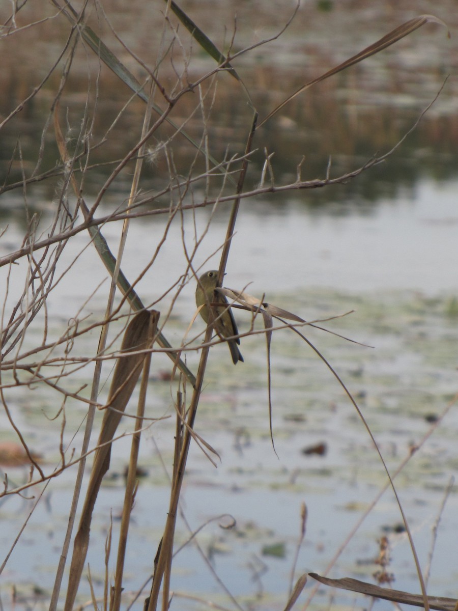 Ruby-crowned Kinglet - ML644673393