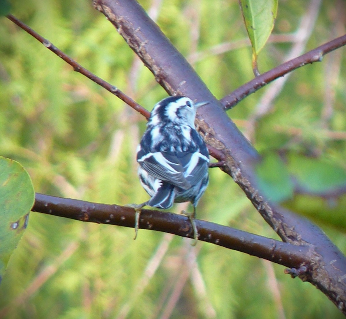 klatreparula - ML644673404