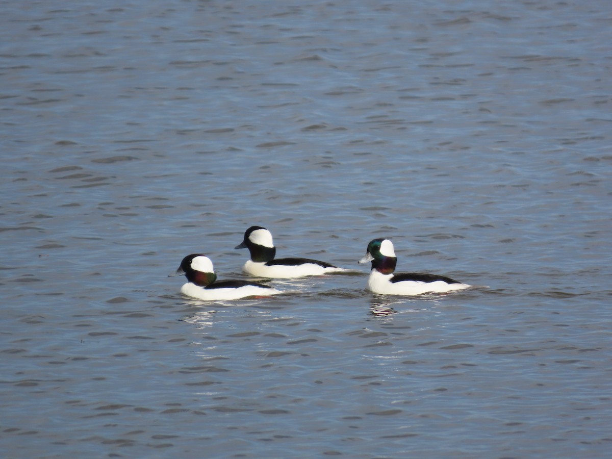 Гоголь-головастик - ML644673406