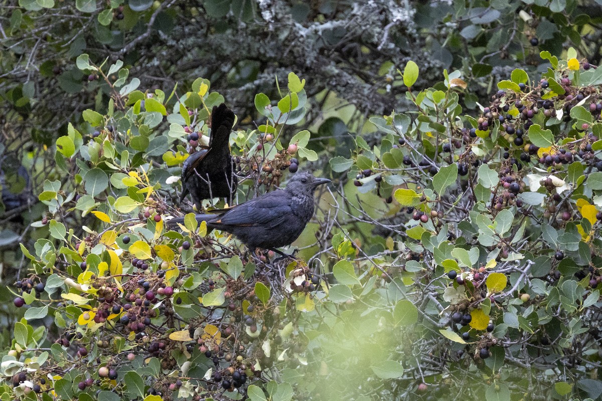 Red-winged Starling - ML644673407