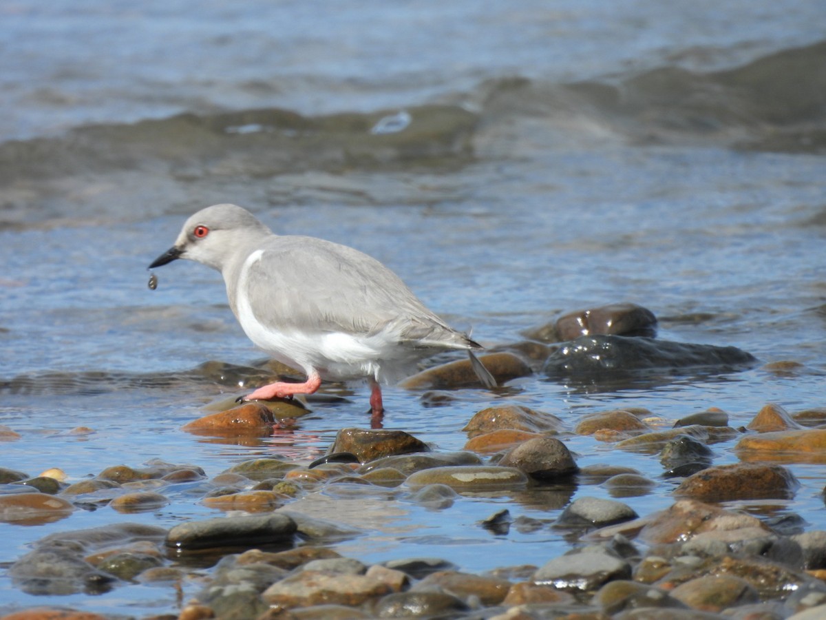 Магелланова ржанка - ML644673411