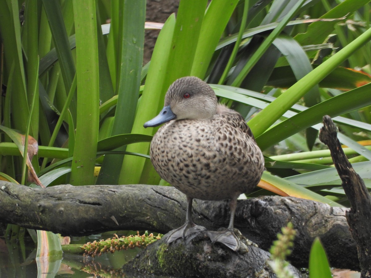 Gray Teal - ML644673413