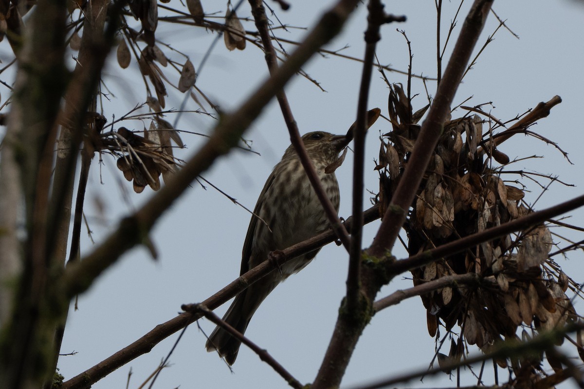 hýl nachový - ML644673445