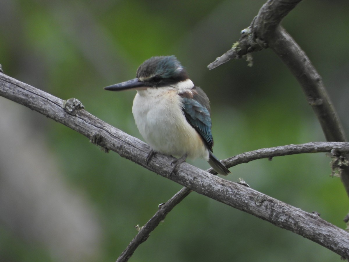 Sacred Kingfisher (Australasian) - ML644673447