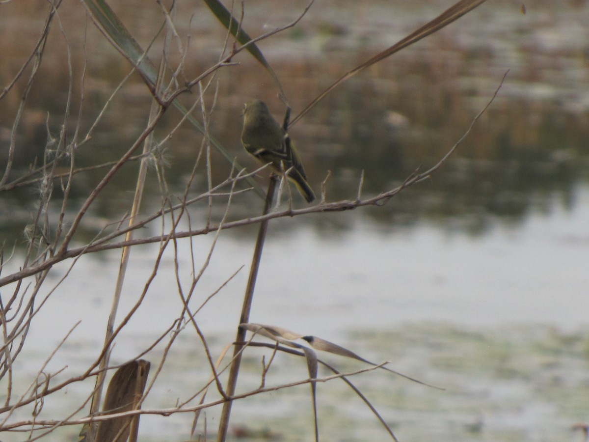 Ruby-crowned Kinglet - ML644673461