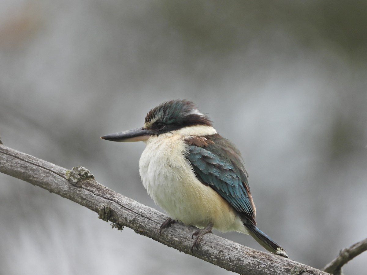Sacred Kingfisher (Australasian) - ML644673471