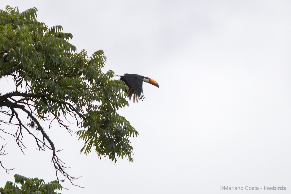 Toco Toucan - ML644673476