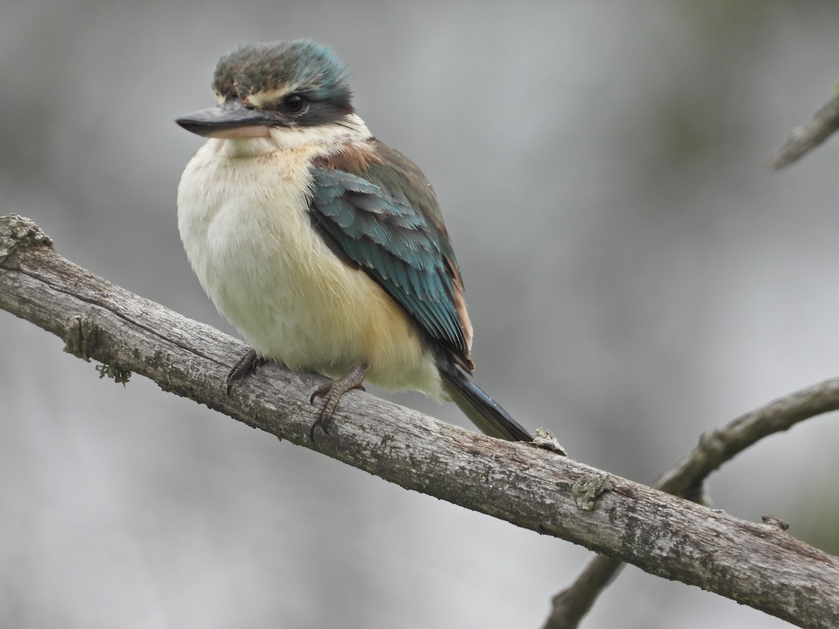 Sacred Kingfisher (Australasian) - ML644673477