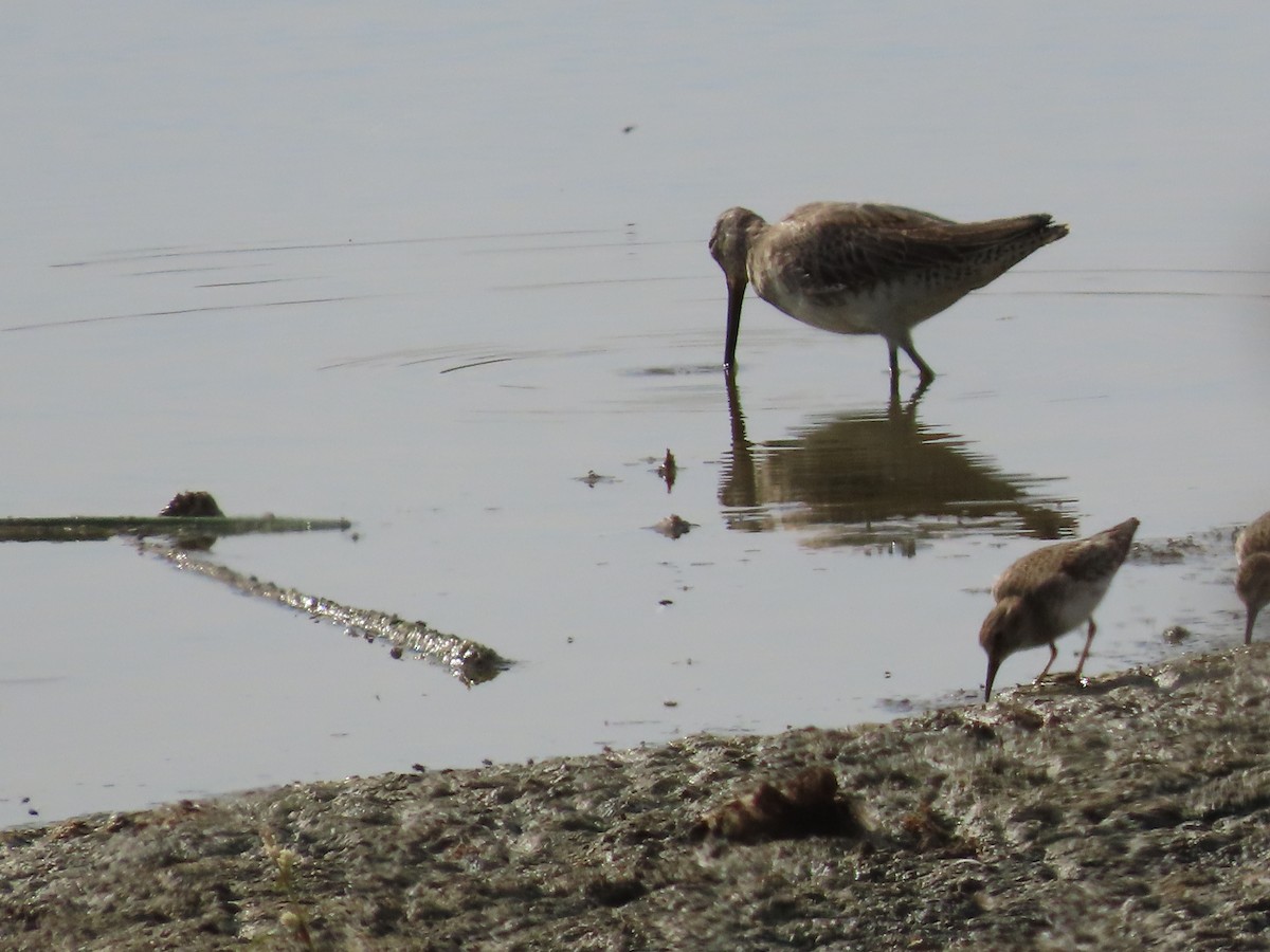 Bécassin à long bec - ML644673478