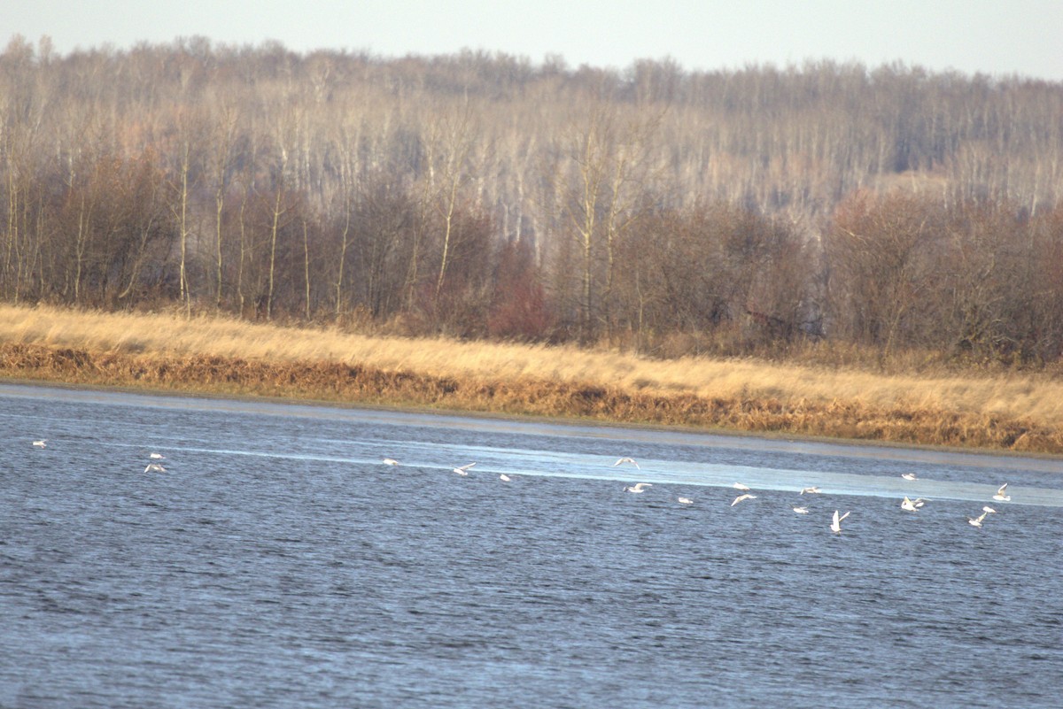 racek Bonapartův - ML644673479