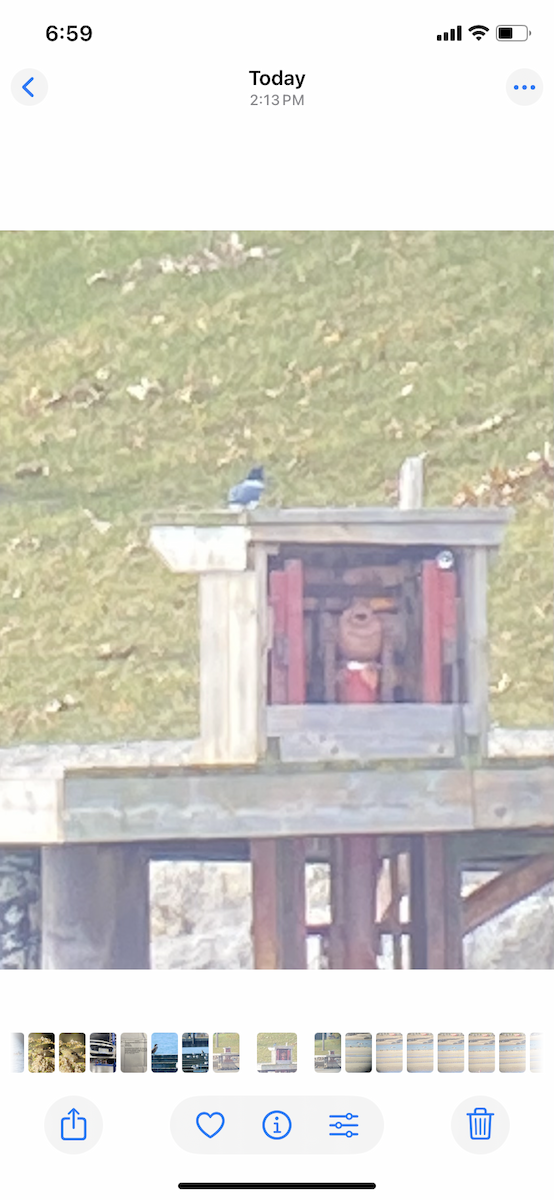 שלדג אמריקני - ML644673494