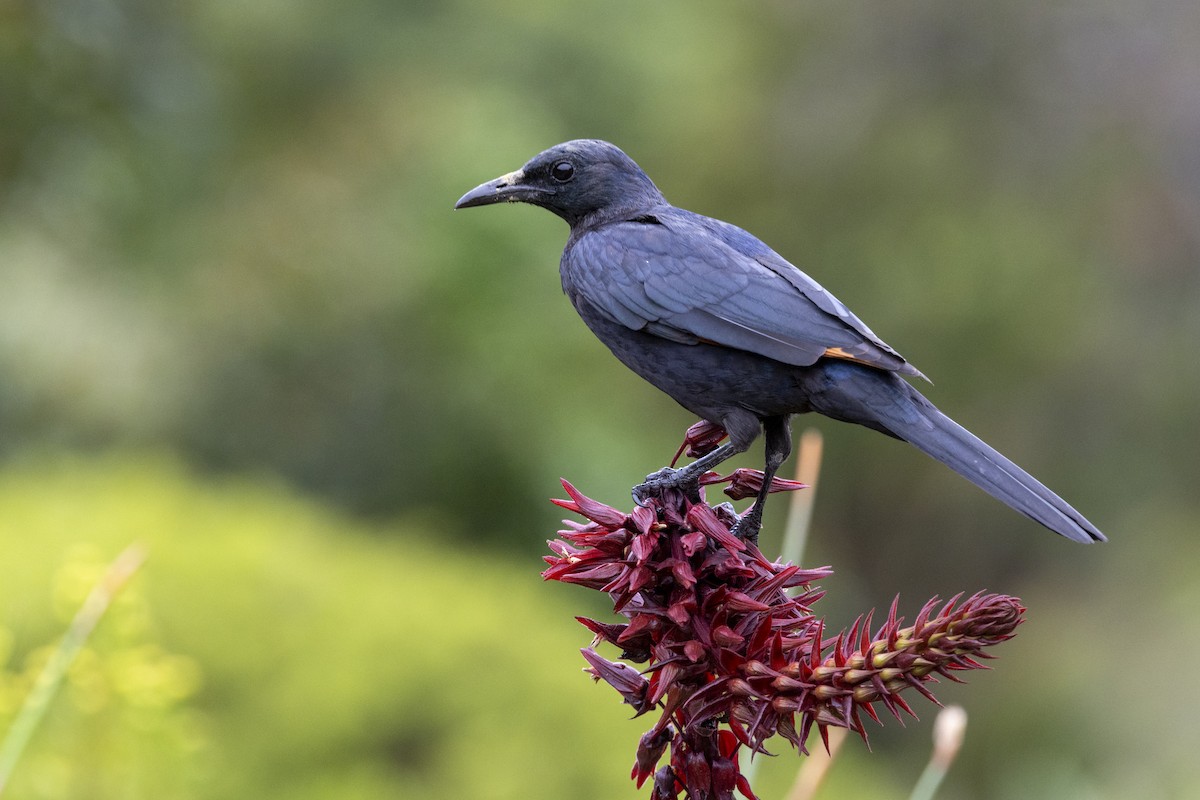 Red-winged Starling - ML644673499