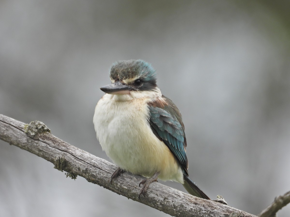 Sacred Kingfisher (Australasian) - ML644673501