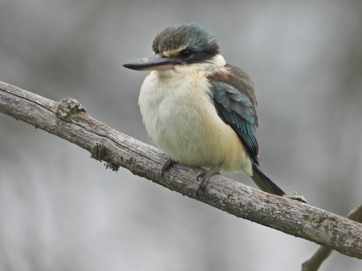 Sacred Kingfisher (Australasian) - ML644673511